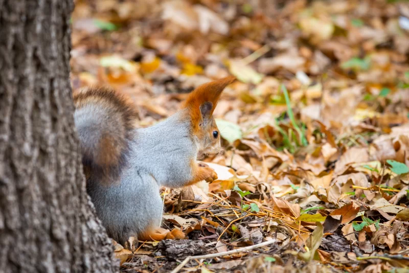 Белка в осеннем лесу