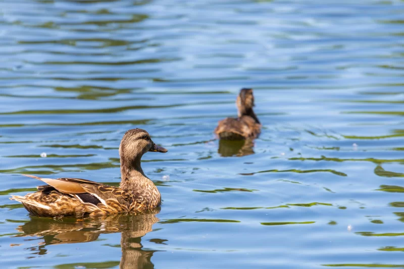 Две утки плывут по спокойной воде озера в солнечный день