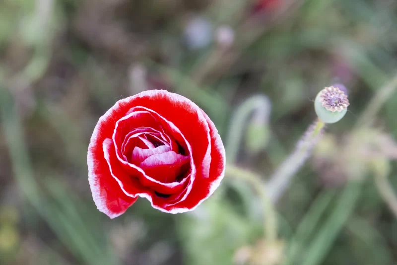 Яркий красный мак в поле