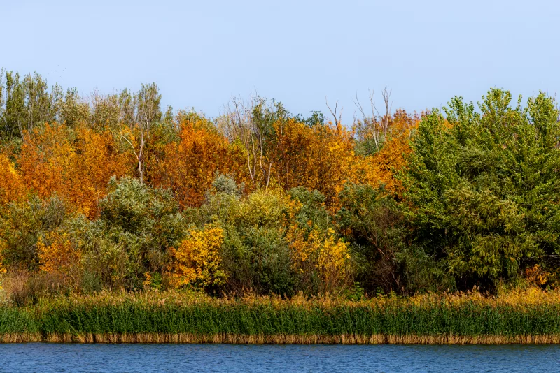 Осенний лес на берегу реки