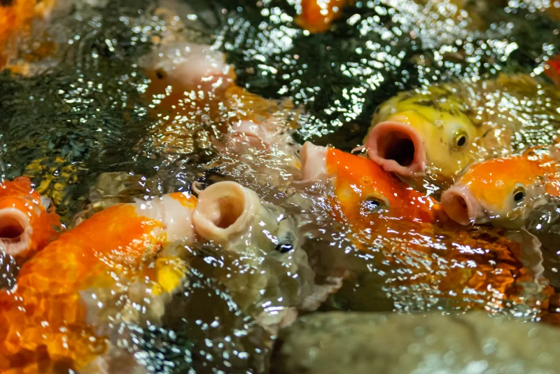 Koi fish leaping out of water with open mouths awaiting food