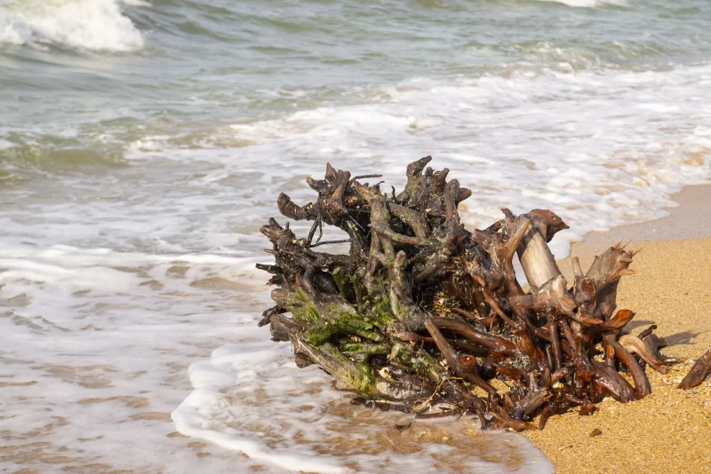 Дрейфующее дерево на песчаном пляже с волнами