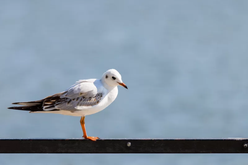 Одинокая чайка на фоне голубого неба и воды