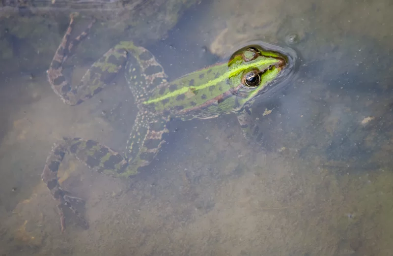 Лягушонок в пруду