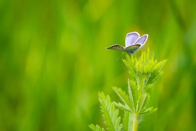 Нежный голубой мотылек на зелёном растении в солнечном свете