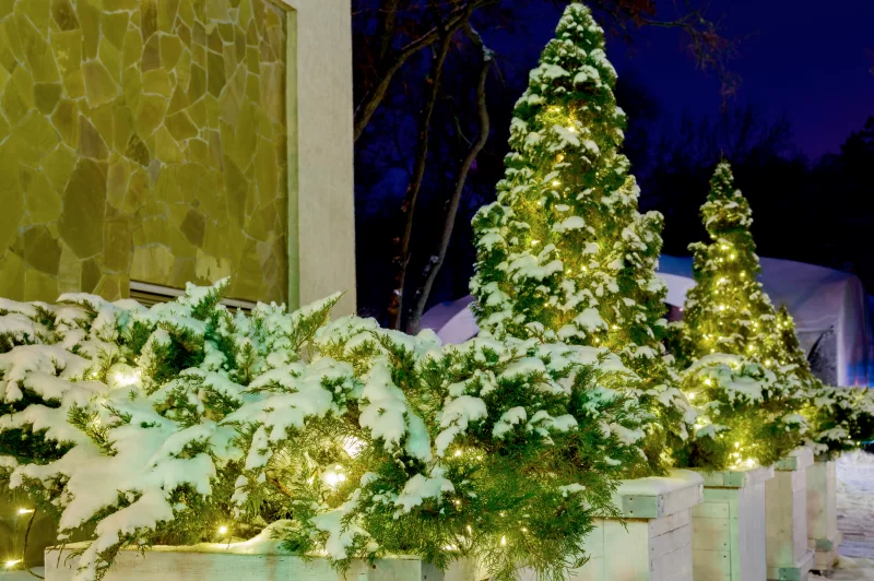 Small thuja trees covered by snow in park