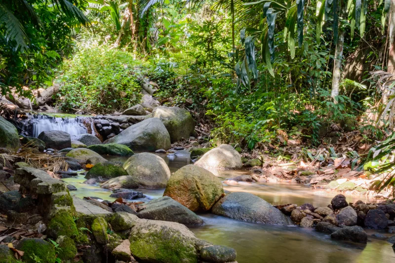 Река в джунглях с водопадом и мхом на камнях