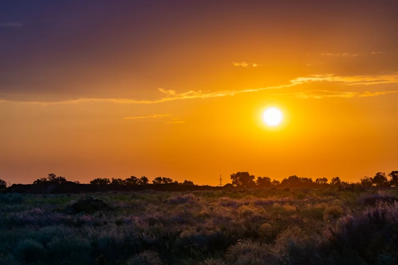 Sunset Over Wildflower Field