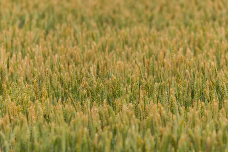 Зеленое пшеничное поле