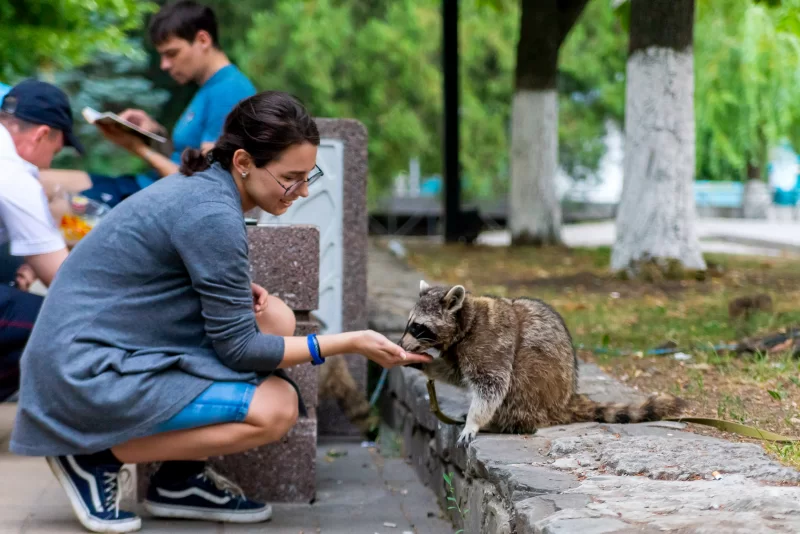 Девочка кормит енота в парке: момент единения с природой