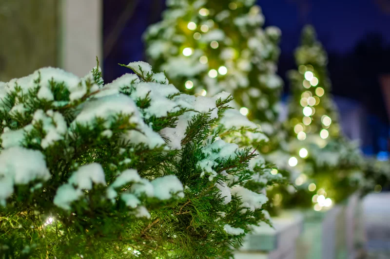 Small thuja trees covered by snow in park