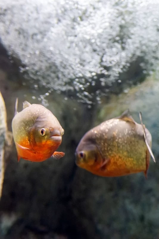 Две пираньи в аквариуме: взгляд из глубины