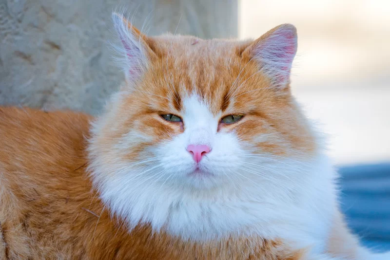 Рыжий кот с белой грудкой и внимательным взглядом