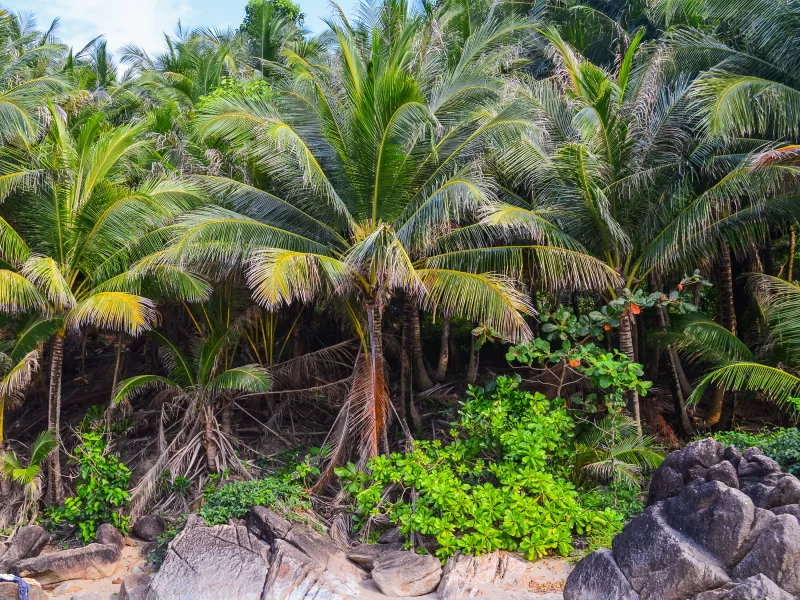Тропический пальмовый лес у скалистого побережья