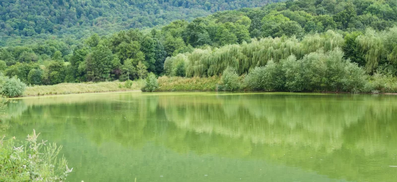 Живописное зеленое озеро в окружении пышной зелени