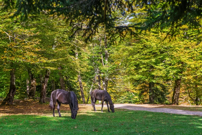 Лошади пасутся в лесу Адыгея