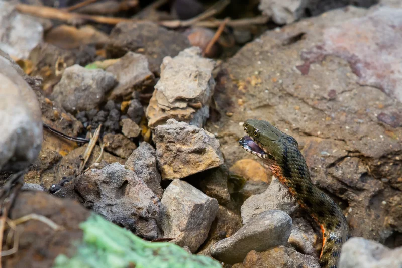 Snake among rocks with open mouth