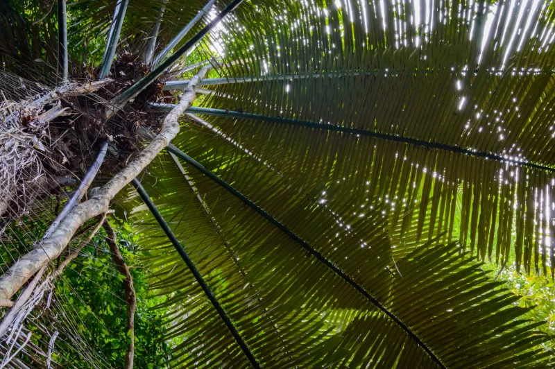 Свежие листья пальмы