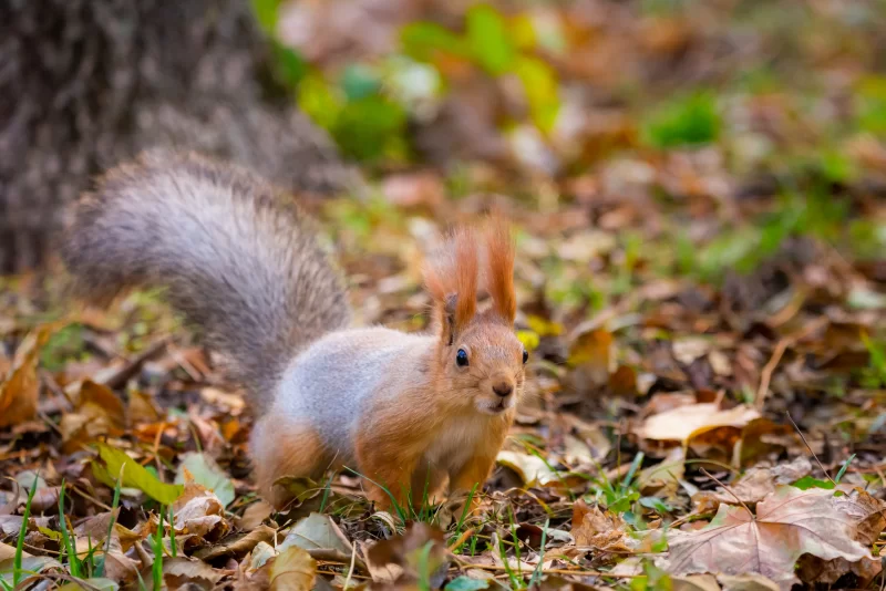 Белка в осеннем лесу