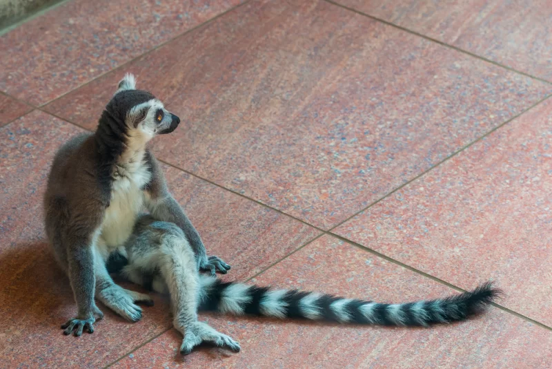 Кошачий лемур или Lemur catta в зоопарке