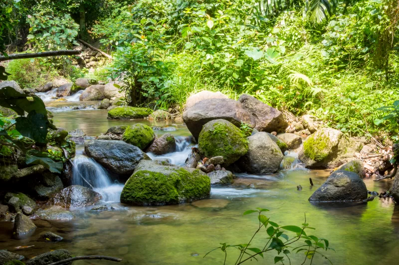 Серенное тропическое ручей в джунглях