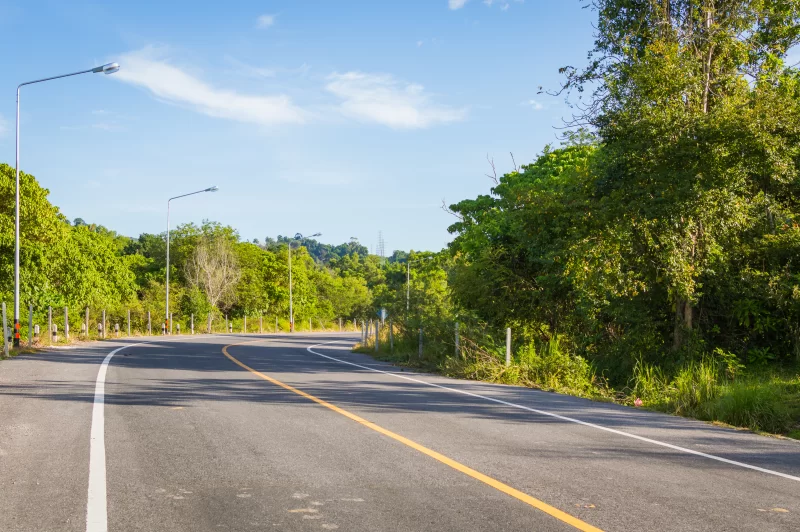 Поворотная дорога через густой зелёный лес