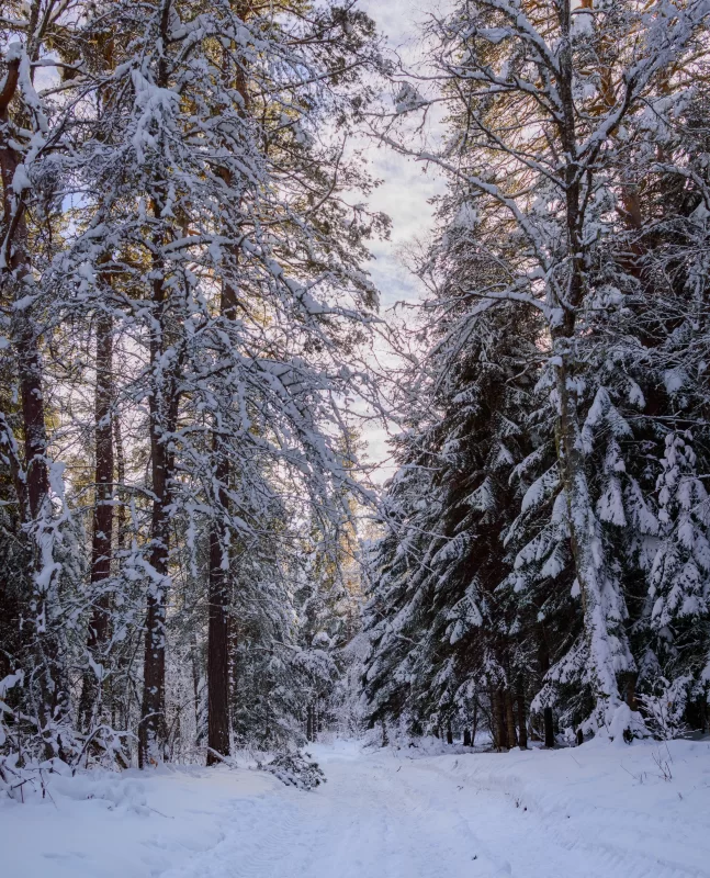 Snow covered trees in the winter forest