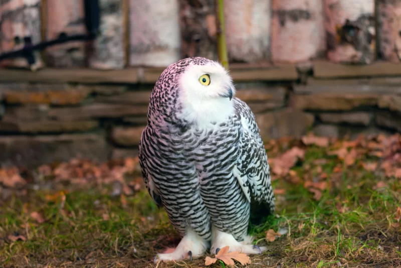 Белая полярная сова с желтыми глазами на фоне осенних листьев и каменной кладки