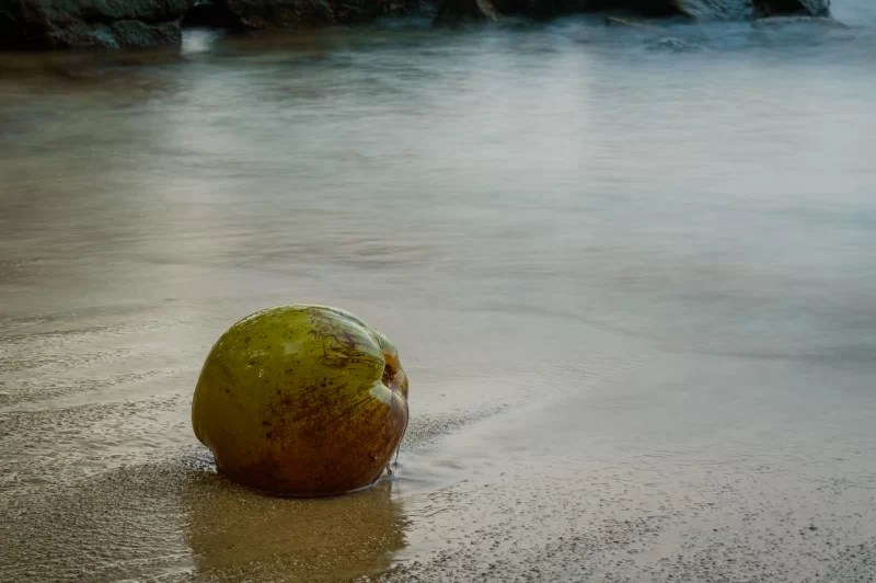 Green Coconut on Wet Beach Sand