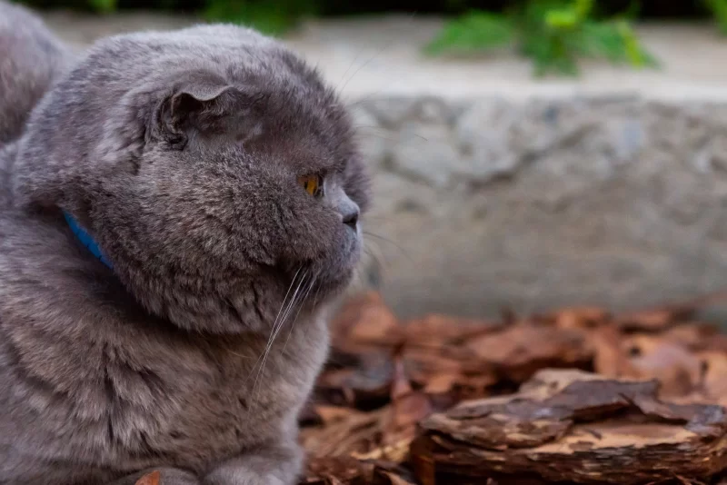 Пушистый серый кот породы шотландская вислоухая смотрит вдаль на фоне природы