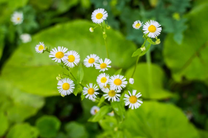 Полевые ромашки на зеленом фоне