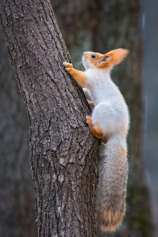 Белка карабкается по стволу дерева