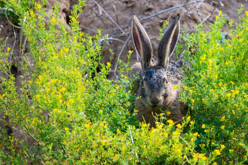 Заяц в цветущем кустарнике
