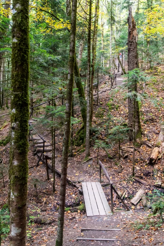 Деревянная тропа через осенний лес в Адыгее