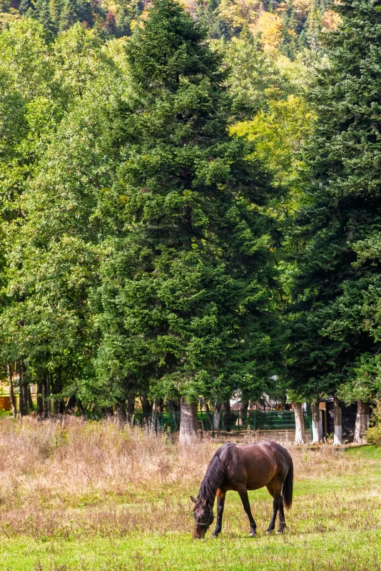 Конь коричневого цвета пасется в лесной поляне