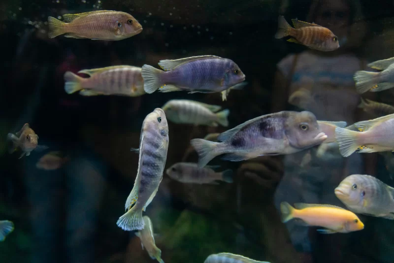 Стайка цихлид в аквариуме: яркие цвета и движение