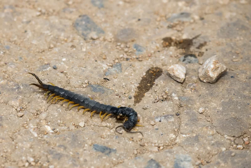 Centipede on asphalt: close-up