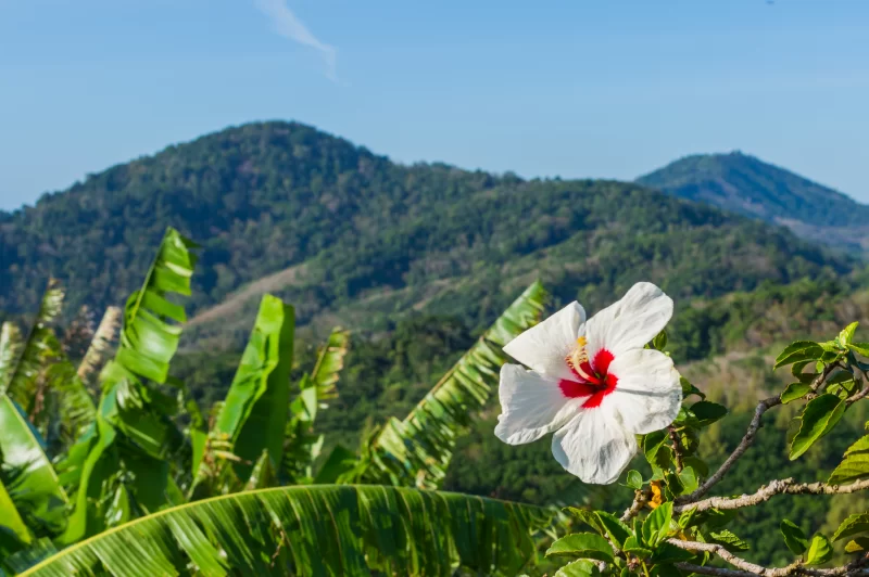 Белый гибискус на фоне гор