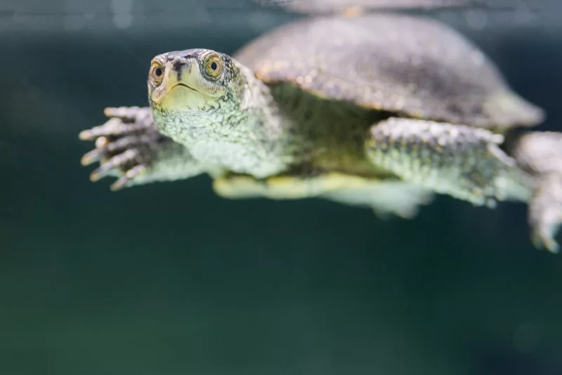 Черепаха плывет под водой