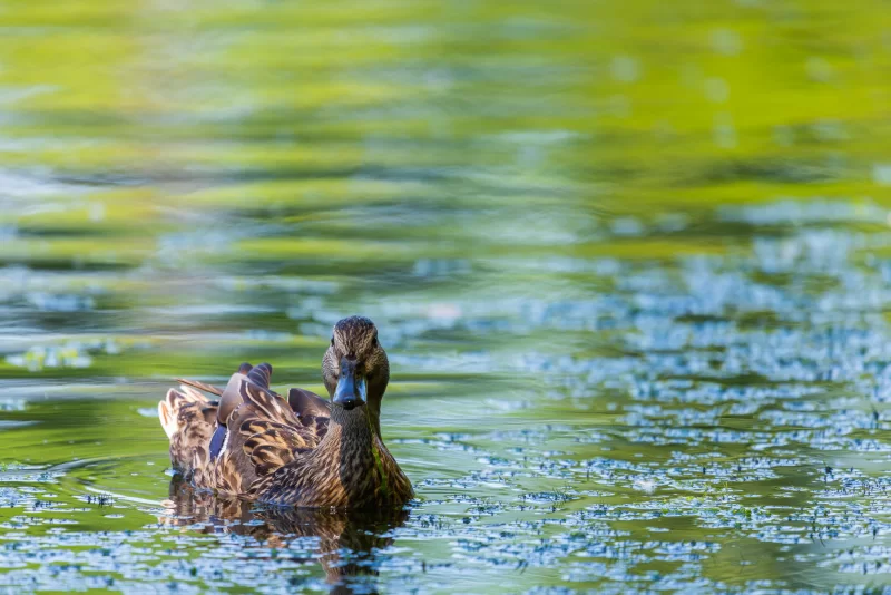 Утка плывет по воде в окружении зелени
