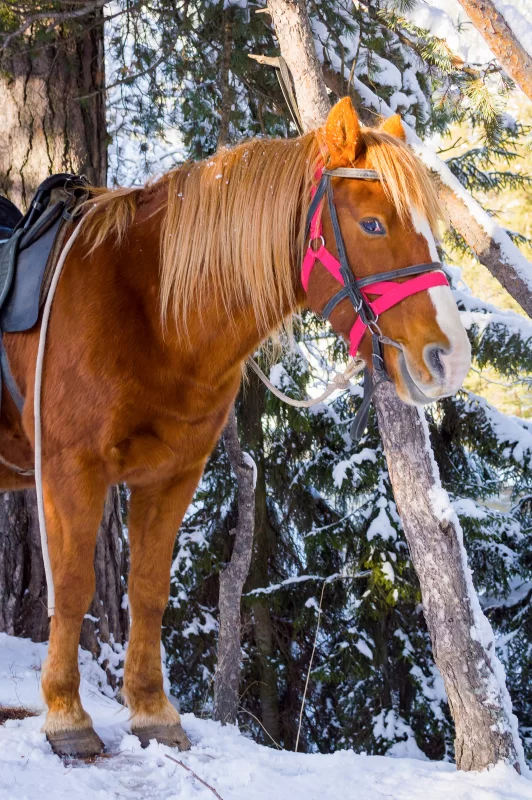 Портрет красивой рыжей лошади зимой