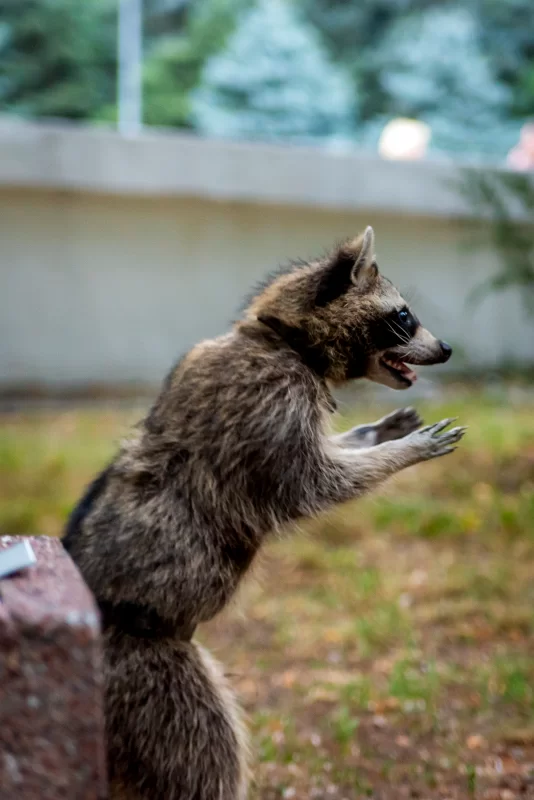 Енот стоит на задних лапах в парке.