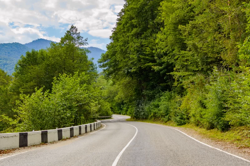Mountain road through lush green forest