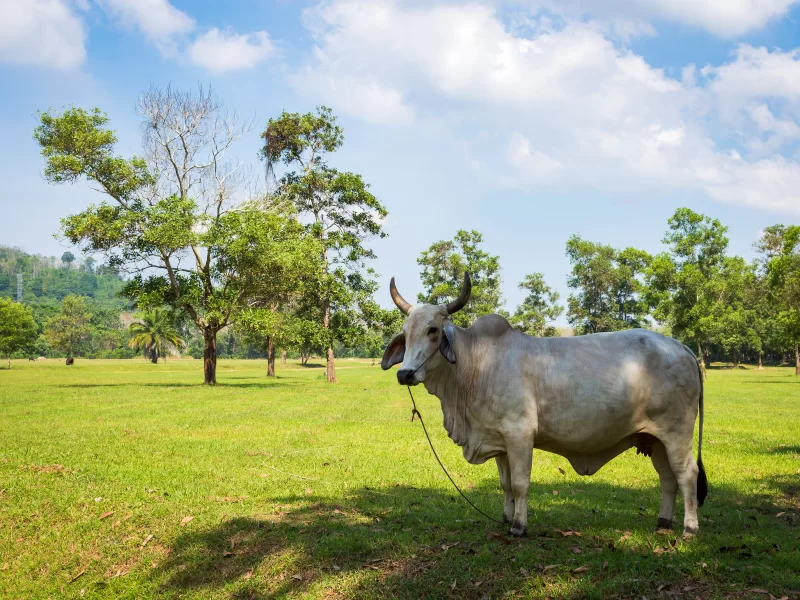 Белый бык на зеленом лугу