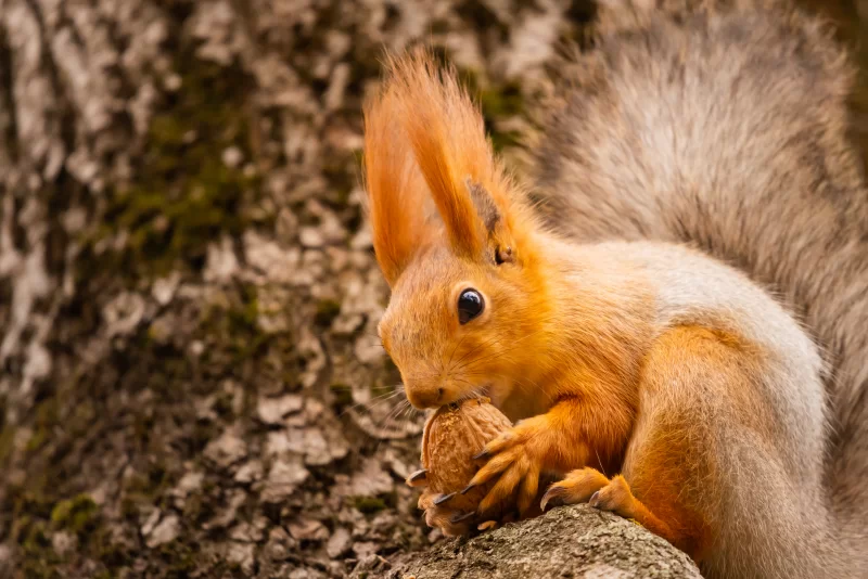 Рыжая белка ест орех на дереве