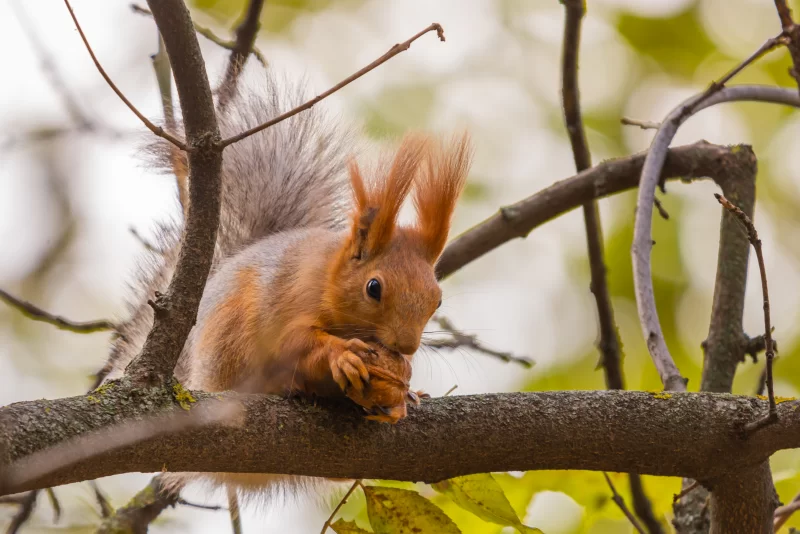 Red Squirrel on a Tree Branch