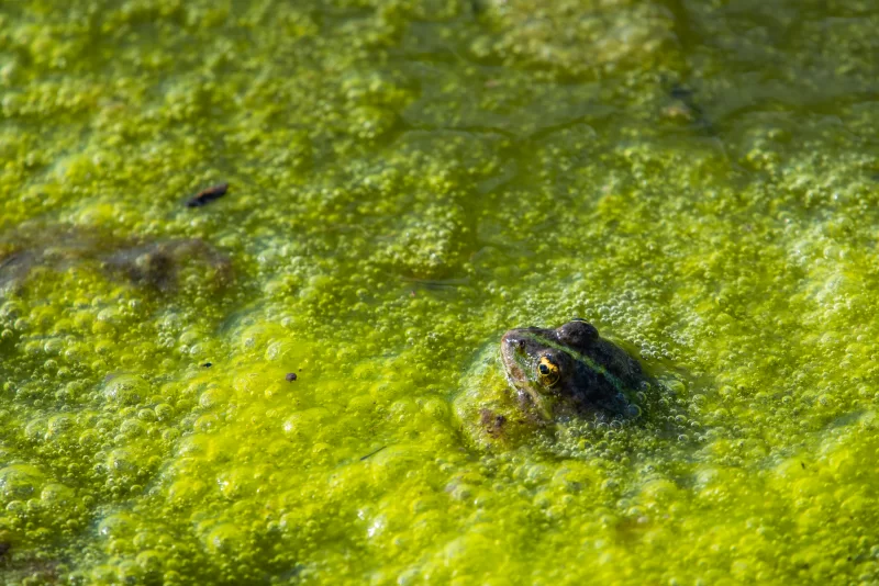 Frog in green water with bubbles