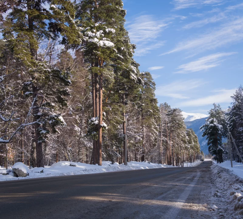 Зимний пейзаж с снежной дорогой и елями