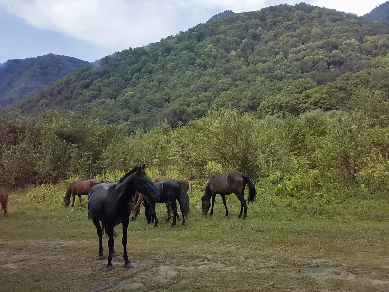 Nature's Harmony: Horses in a Picturesque Mountain Landscape