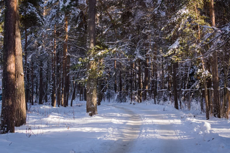 Зимний лес: солнечный день на лесной дороге